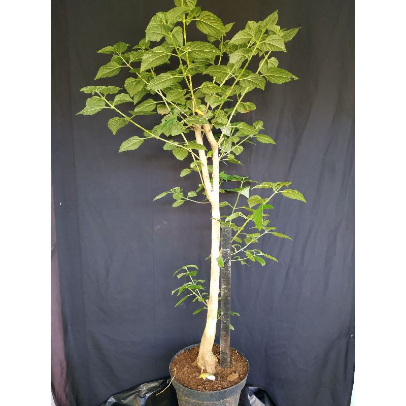 BONSAI LANTANA TINGGI / BONSAI LANTANA / BAHAN BONSAI LANTANA