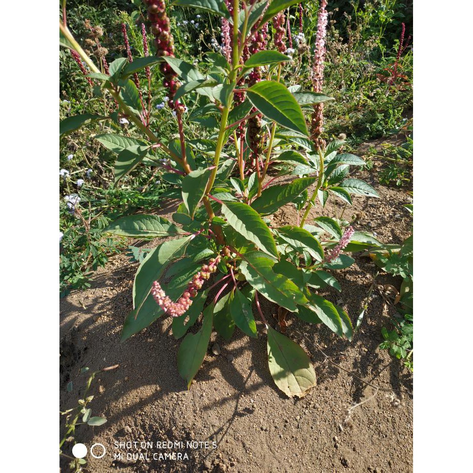 $Diskon$ Ginseng Merah Korea | Bibit Tanaman Ginseng Merah Korea