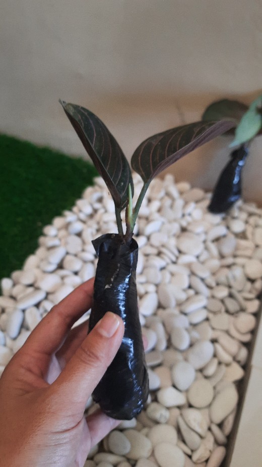 Tanaman Hias Aglonema Rotundum Aceh