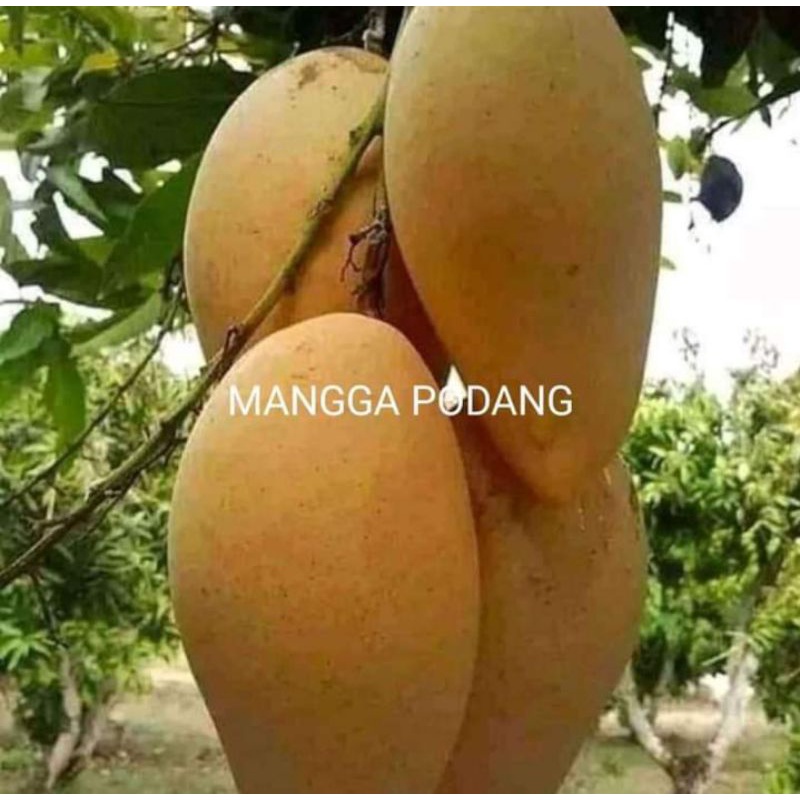 BIBIT MANGGA PODANG CEPAT BERBUAH