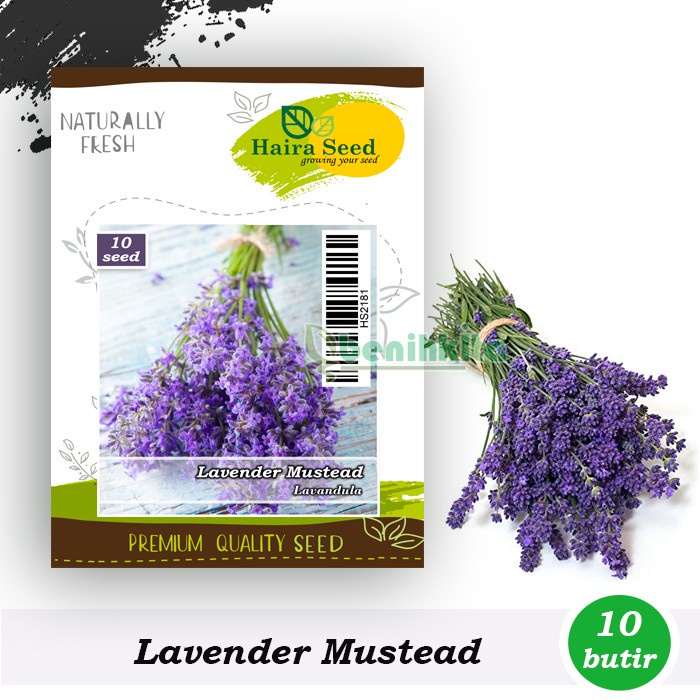 Benih-Bibit Bunga Lavender Mustead (Haira Seed)