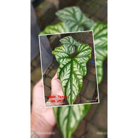 Termurah Tanaman hias Cercitis mirabilis atau keladi tattoo, cakep banget corak seperti lukisan tang