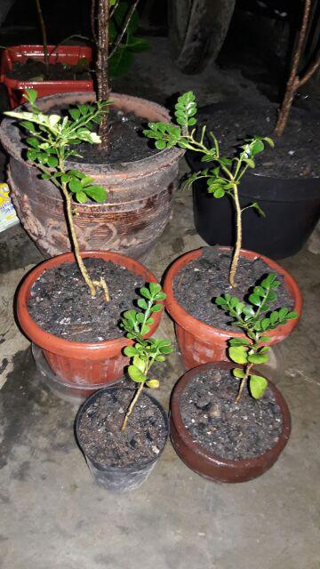 Bibit Beringin Kimeng Bahan Bonsai