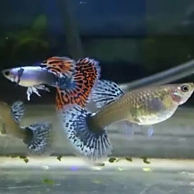 Ikan Guppy Big Aer mozaik 1 jantan 2 betina