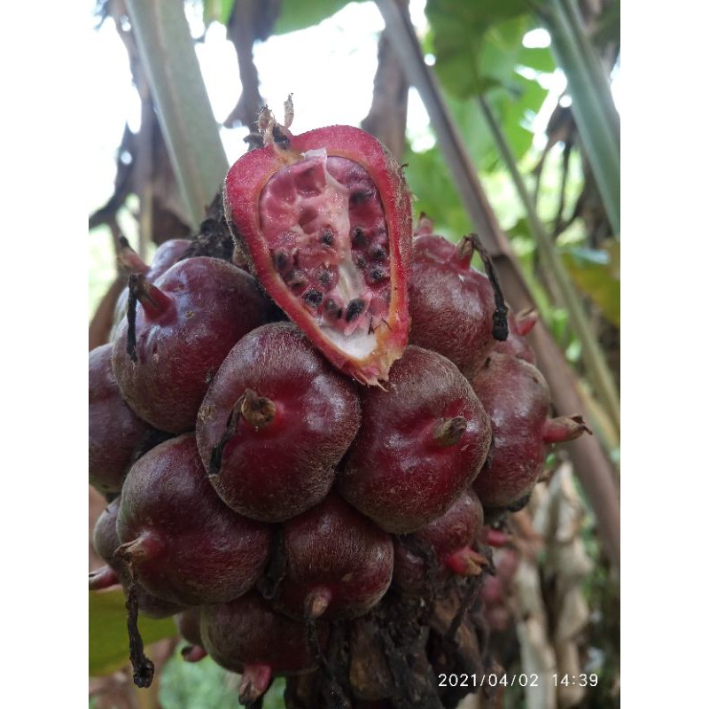 

buah honje laka merah segar 500gr