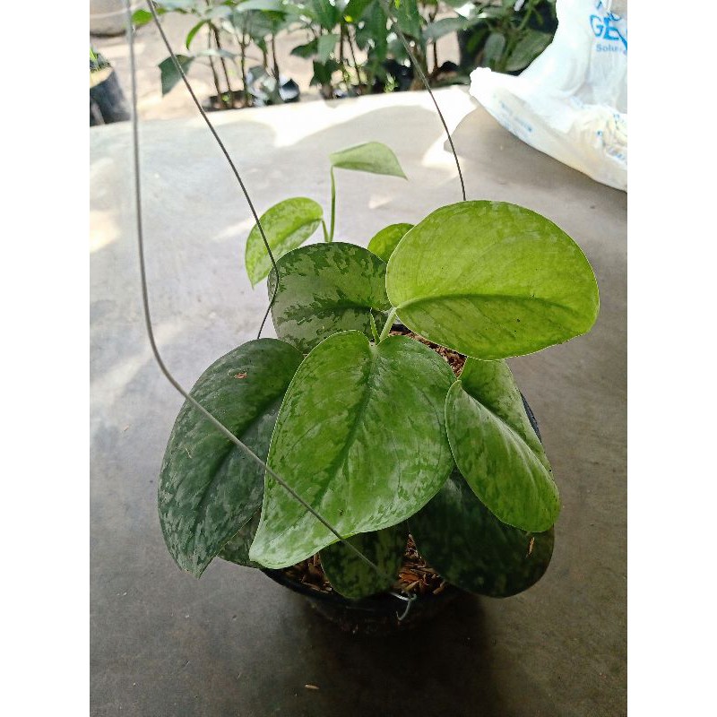 Tanaman hias sirih gading silver jumbo free pot dan gantungan