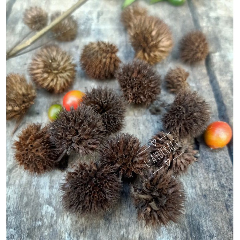 

L-AYUCRAFT Bunga Pom pom Kering (isi 20 pcs)