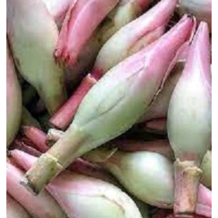 

kincung medan/honje/kecombrang
