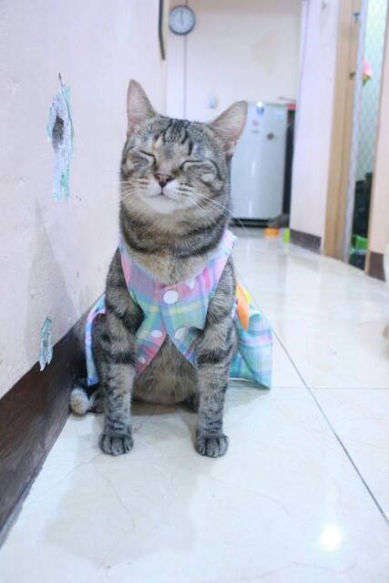 Dress kotak-kotak pelangi lucu untuk kucing dan anjing size S M L XL