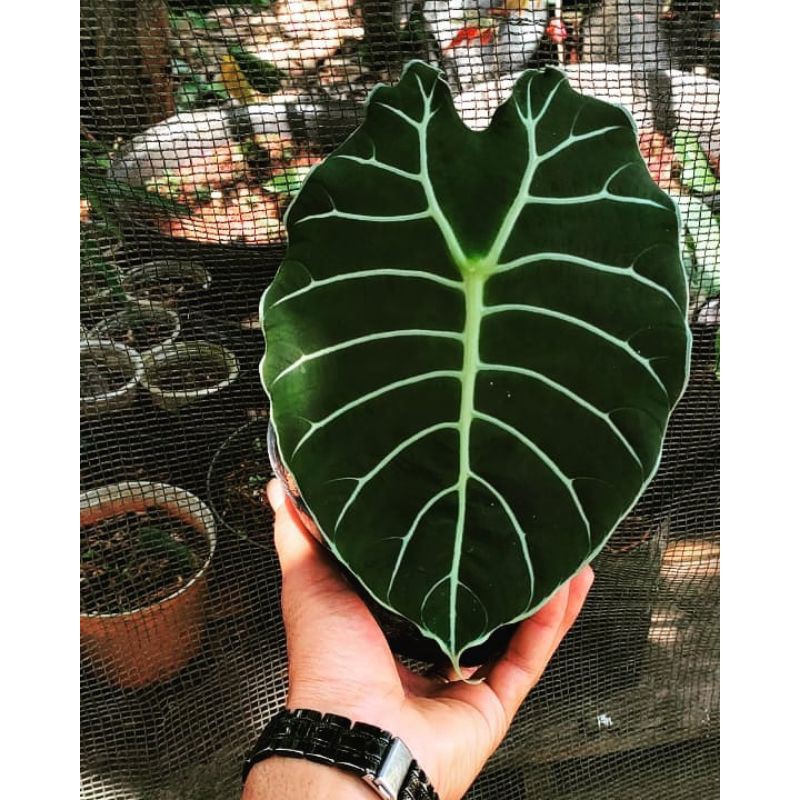 ALOCASIA WATSONIANA