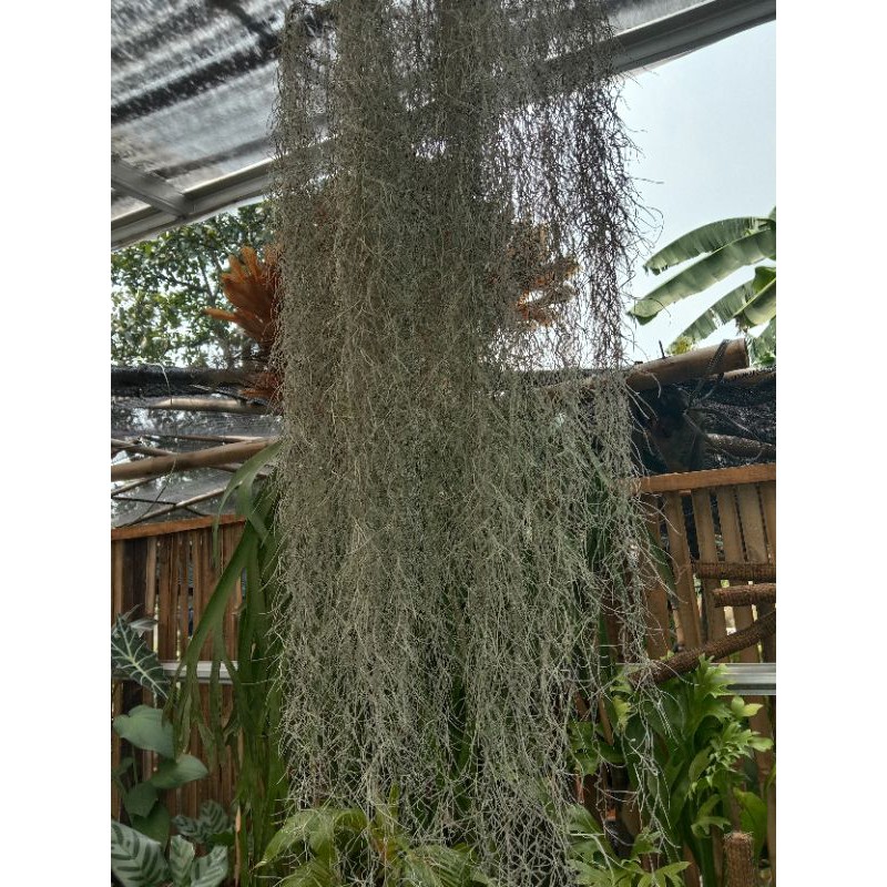 Tanaman Hias Gantung Jenggot Musa