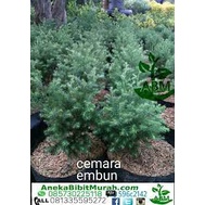 Cemara embun  (Dacrycarpus imbricatus)- Bibit cemara embun halus - BAKUL KEMBANG