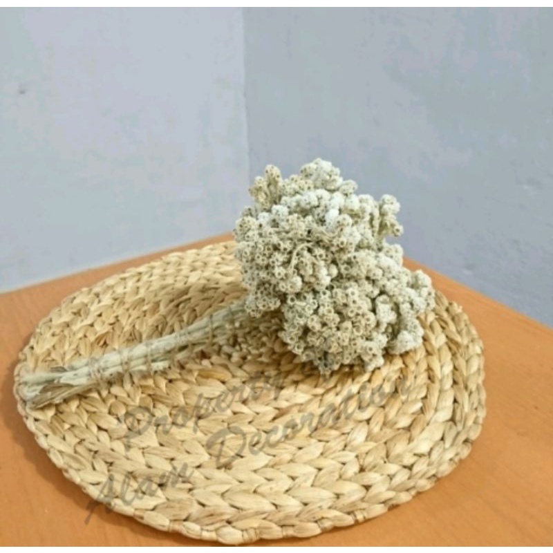 BUNGA EDELWEIS KERING ASLI/BUNGA KERING/BUKET BUNGA/DEKORASI RUSTIK