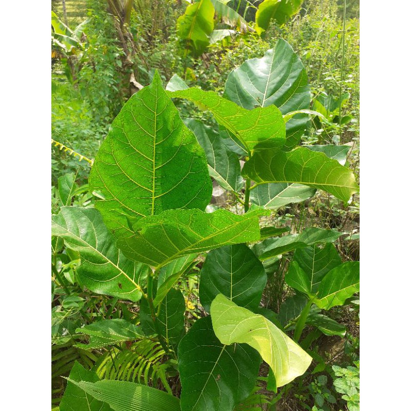 

Daun awar awar segar 500 gram