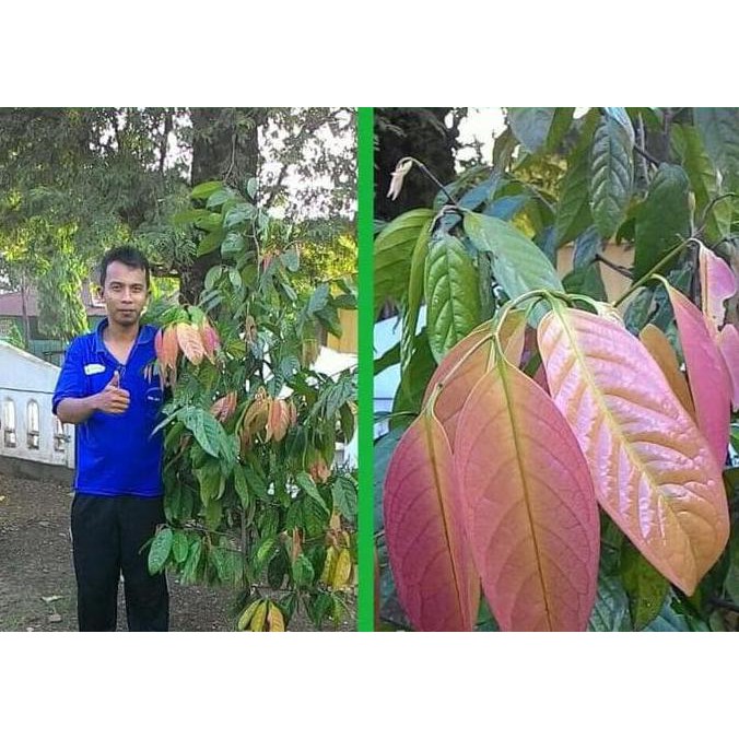 T1Me Bibit Kepel " Si Buah Langka Unggul " | Warung Bibit Bagus
