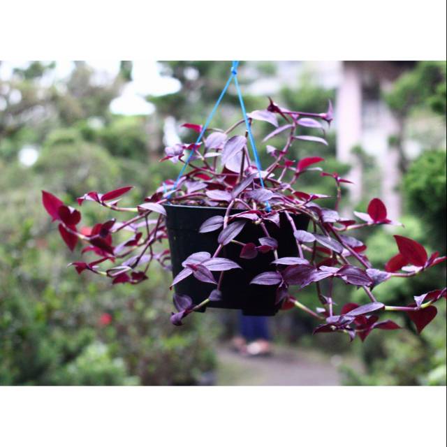 gewor  tanaman gewor bunga hias tanaman hias bibit benih bibit bunga