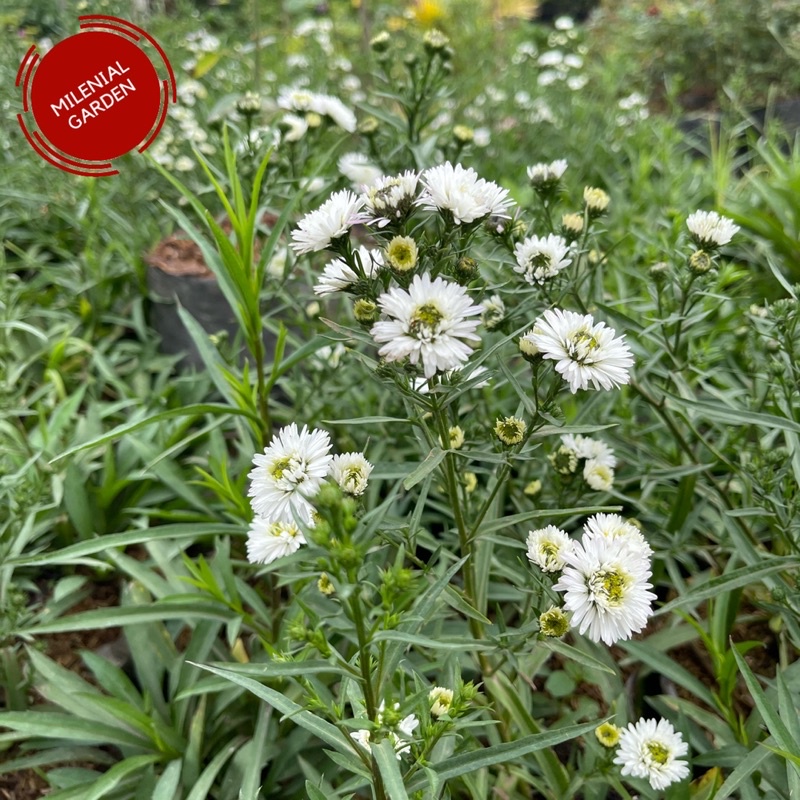 peakok putih tanaman hias outdoor tanaman hias bandung