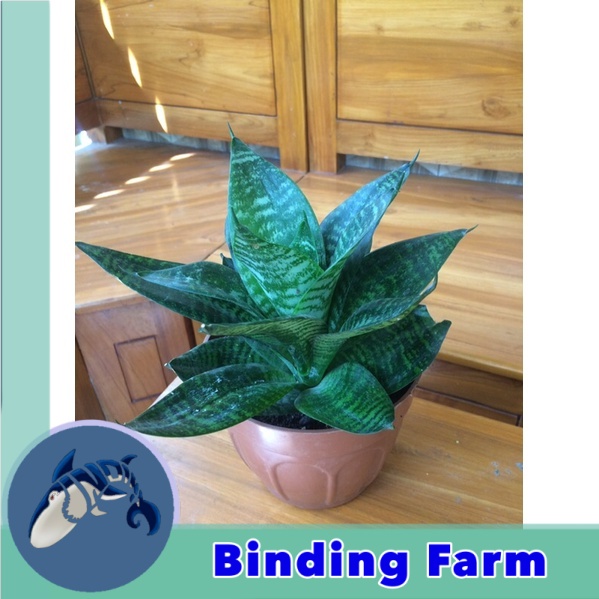 sensivera / lidah mertua mini kodok indoor