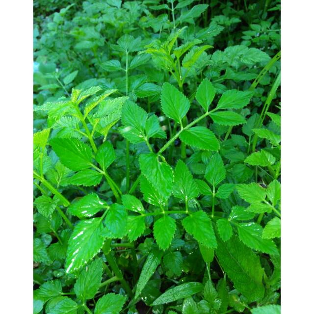 

Bibit Tespong Sladren Seladren 500gr