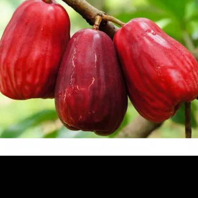 nurlaela.djamaluddin