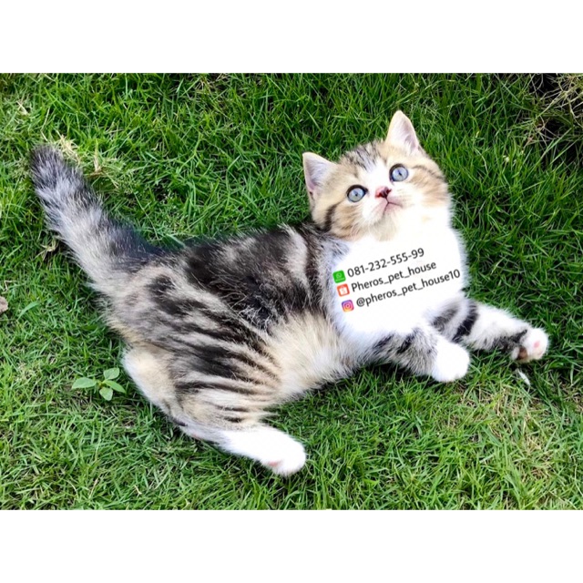 Kucing Exotic Flatnose Black Marble #pherospethouse #pheros_pet_house10