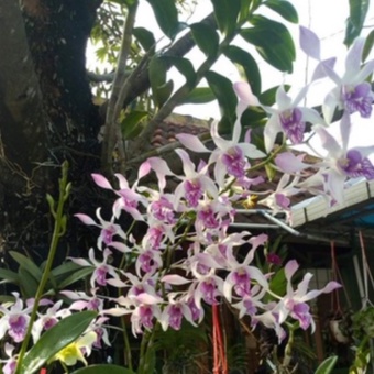 dendrobium koleksian caesar warawan