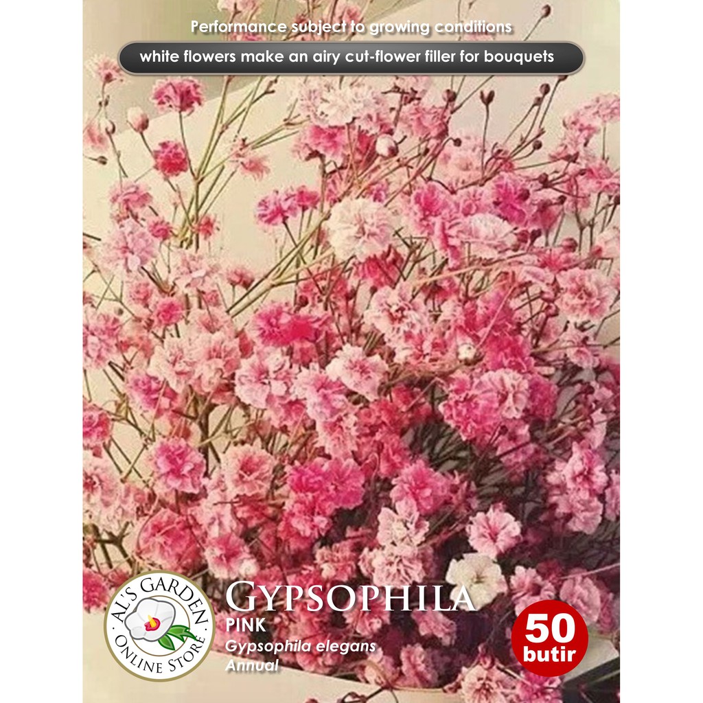 Benih Bunga Ghypsophila Pink Baby Breath Shopee Indonesia Benih Bunga Ghypsophila Pink Baby Breath Shopee Indonesia