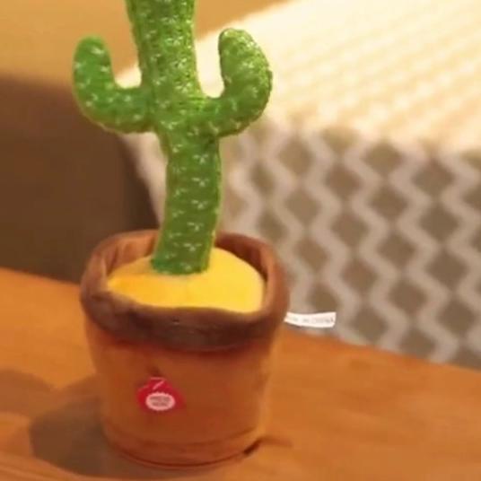 kaktus joget