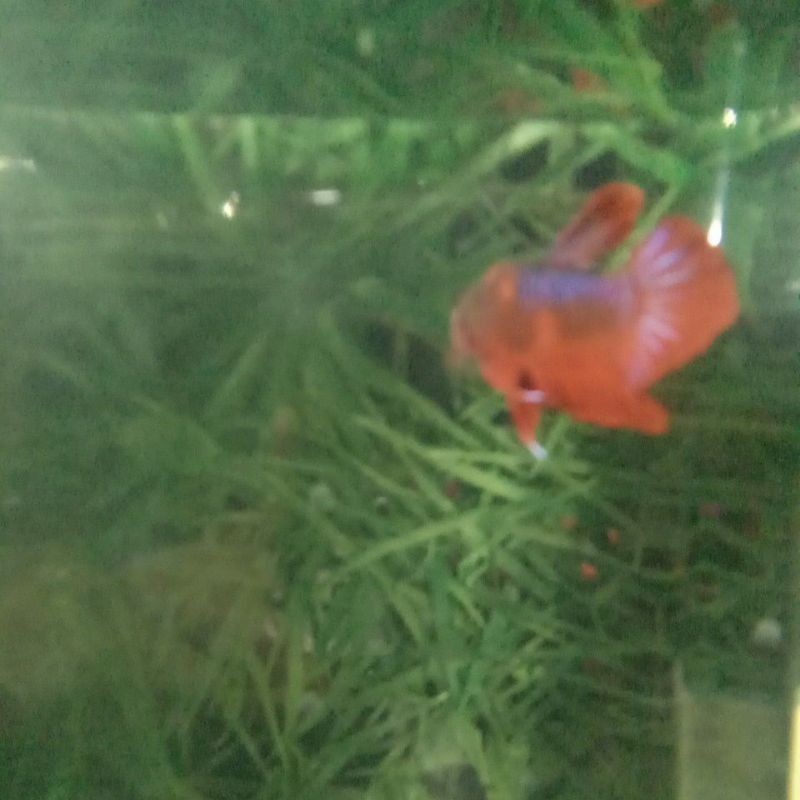 Indukan_ikan_cupang_red_koi_giant