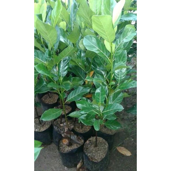 

Bibit Nangka Mini Merah