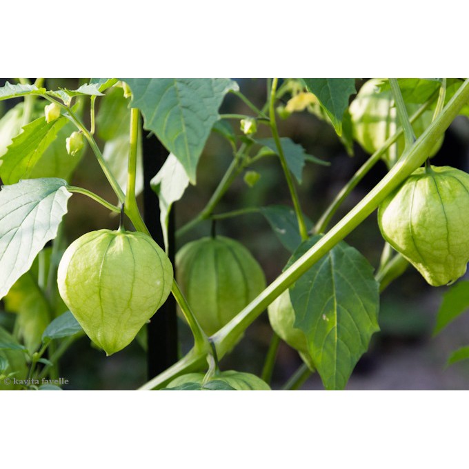 Benih-Bibit Ciplukan Green Tomatillo Organik (Haira Seed)