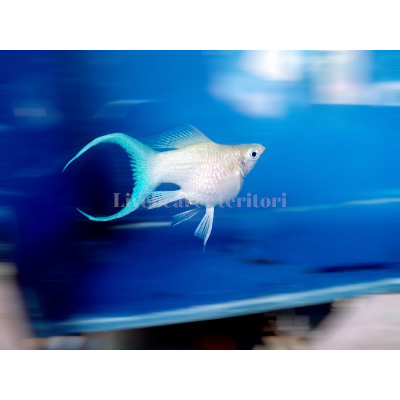 ikan hias ,molly platinum ballon lyretail