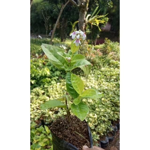 Melati jepang pohon melati jepang