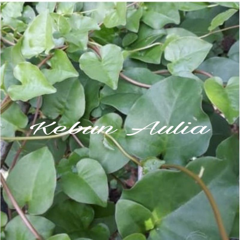 

Daun Binahong Hijau Segar 200gram