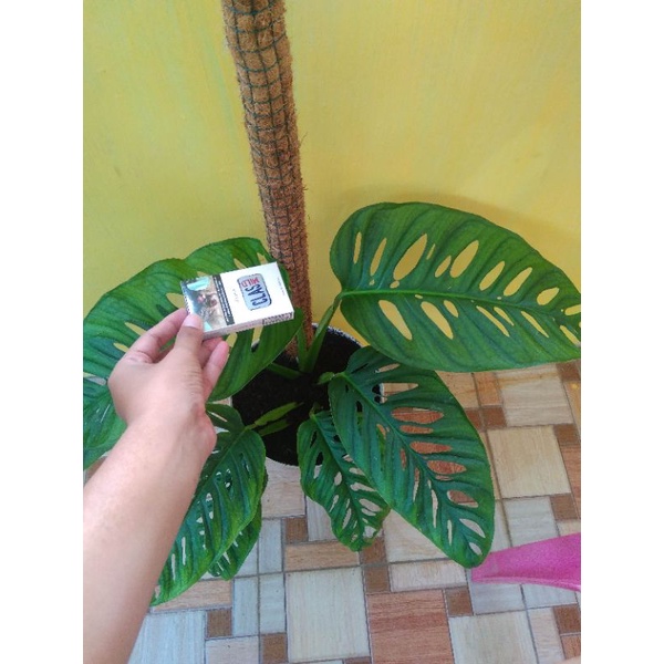 Monstera Acuminata