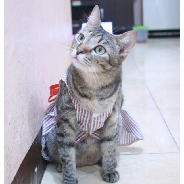 Dress strip pita merah lucu untuk kucing dan anjing size S-XL