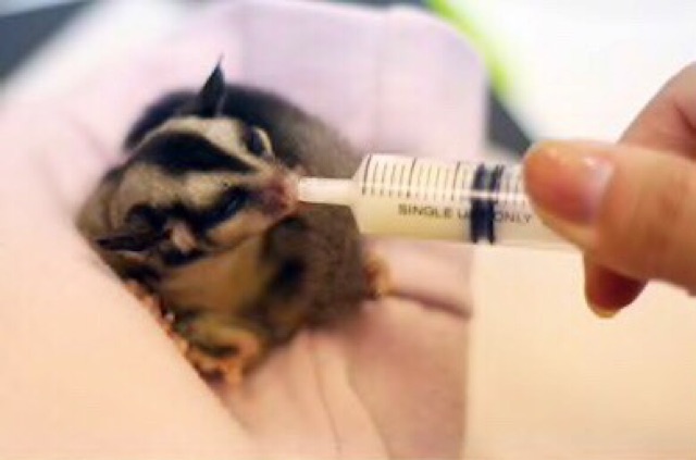 HAND FEEDER ALAT BANTU MAKAN JOEY SPUIT SUNTIKAN MAKAN HEWAN SYRINGE SUNTIKAN TANPA JARUM SPET MAKAN