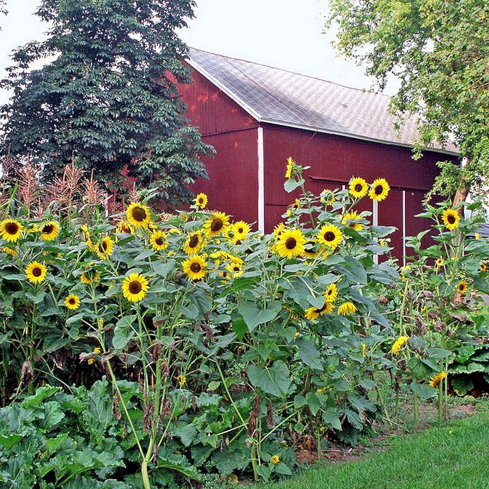 [Best Selling] 50 Seeds - Sunflower Bunga Matahari Biji Bibit Benih Repack - SR0022