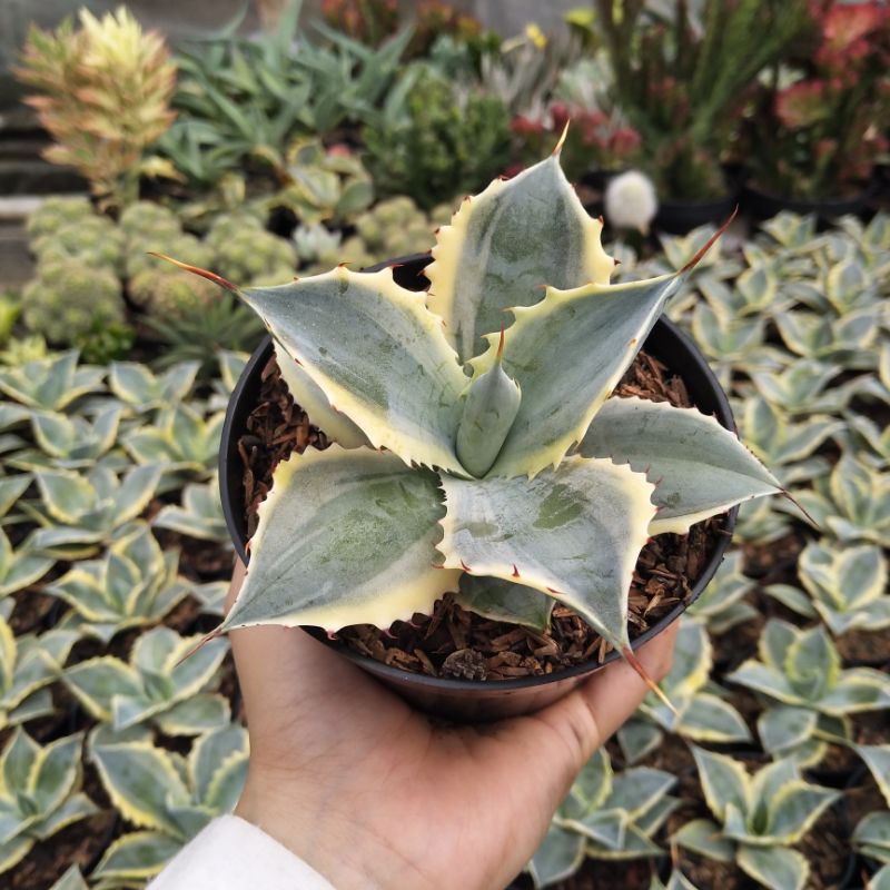 Agave Verschaffeltii Variegated | DP 12 cm