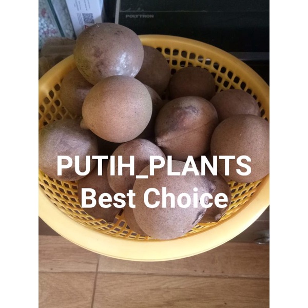 

buah Kepel atau stelechocarpus burahol