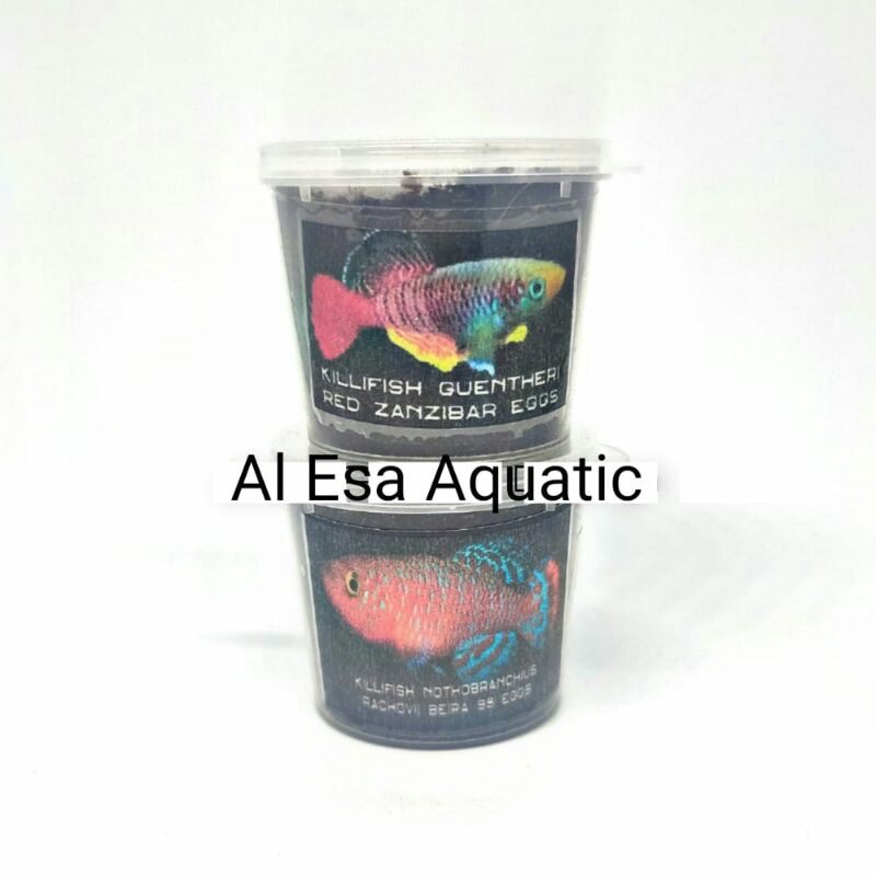 Paket Telur Killifish Dua Jenis