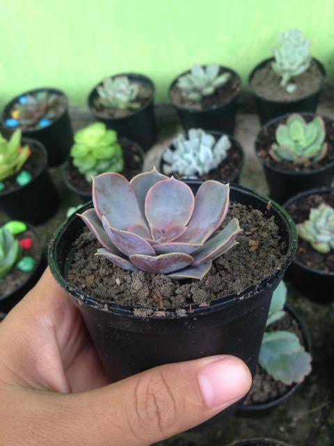 Paket Sekulen 50 Pcs