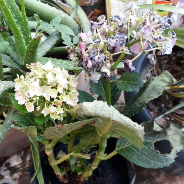 Tanaman Hias Bunga Hortensia