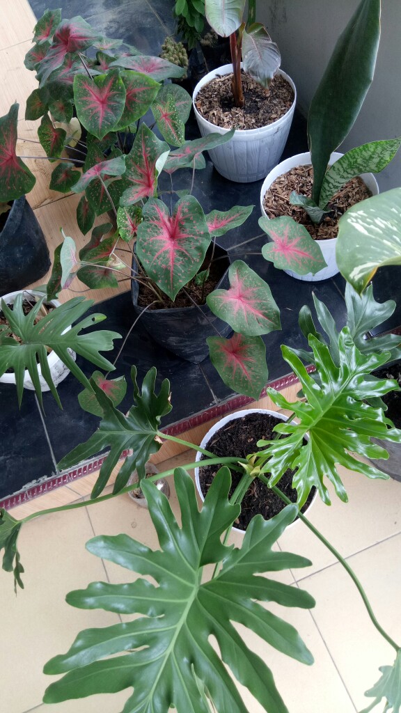 Pisau Buah 4inch Atau Pisau Sarung Homelux Warna Murah & Tajam