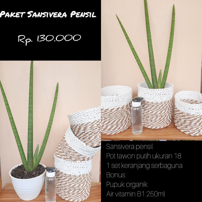 

sansivera tombak / sansivera pensil paket bundling