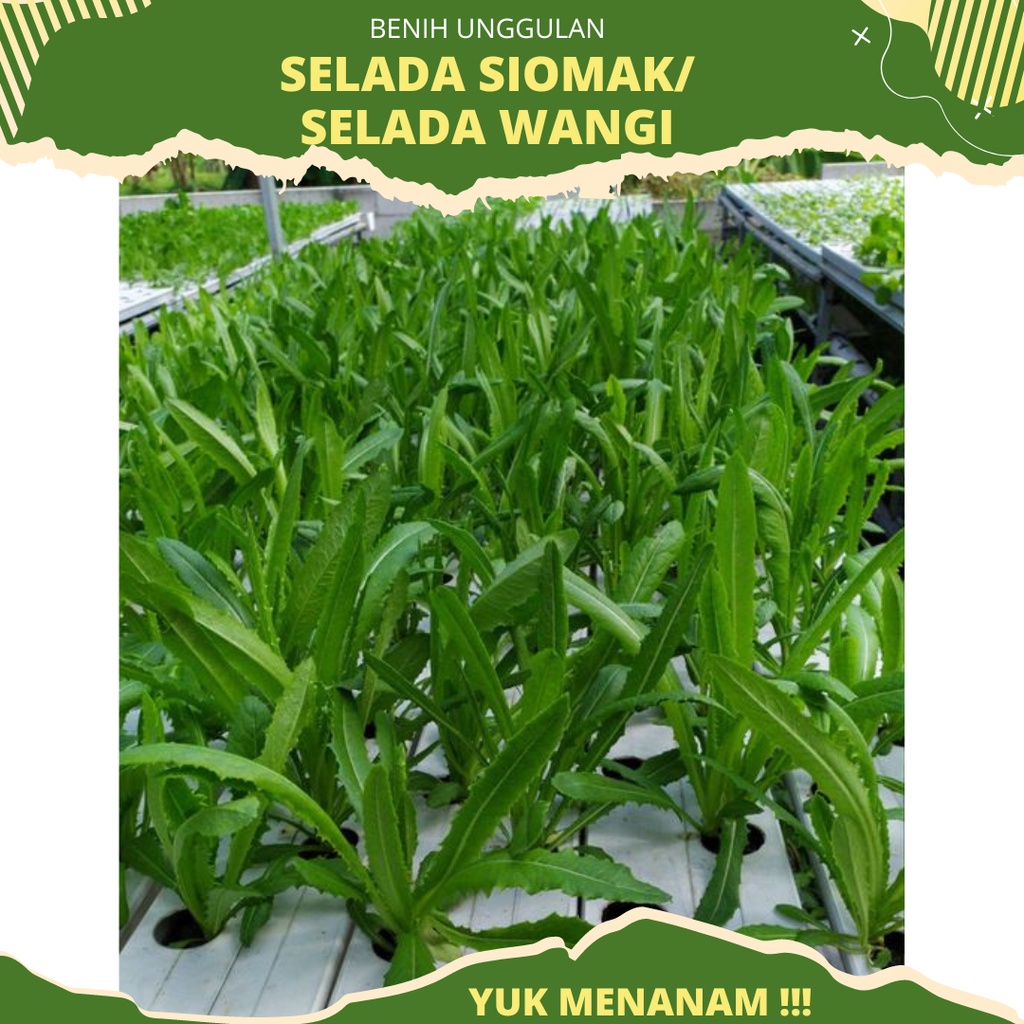 100 Biji - Benih Selada Wangi Siomak POINTED LEAF (You Mai Cai) KNOWN YOU SEEDS