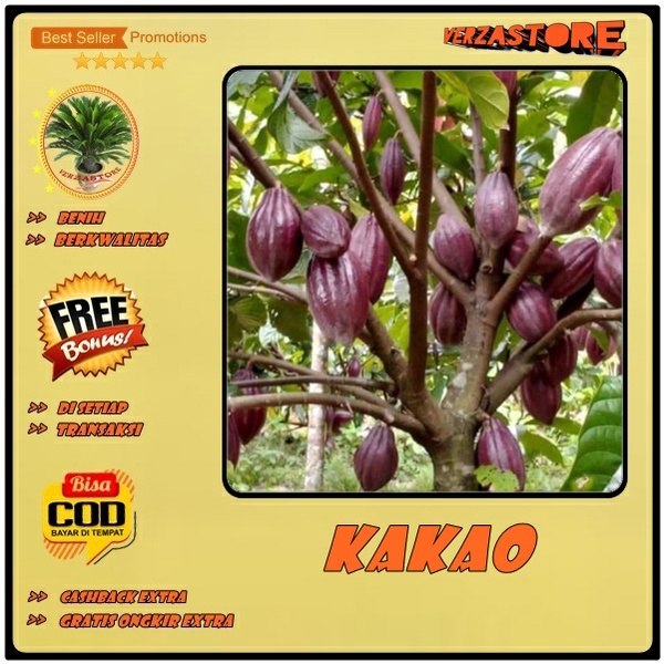 Biji benih Bibit Tanaman Buah Kakao Coklat Hibrida Super /5 biji