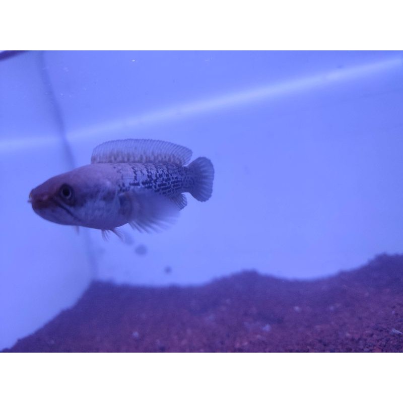 

stewarti single tank