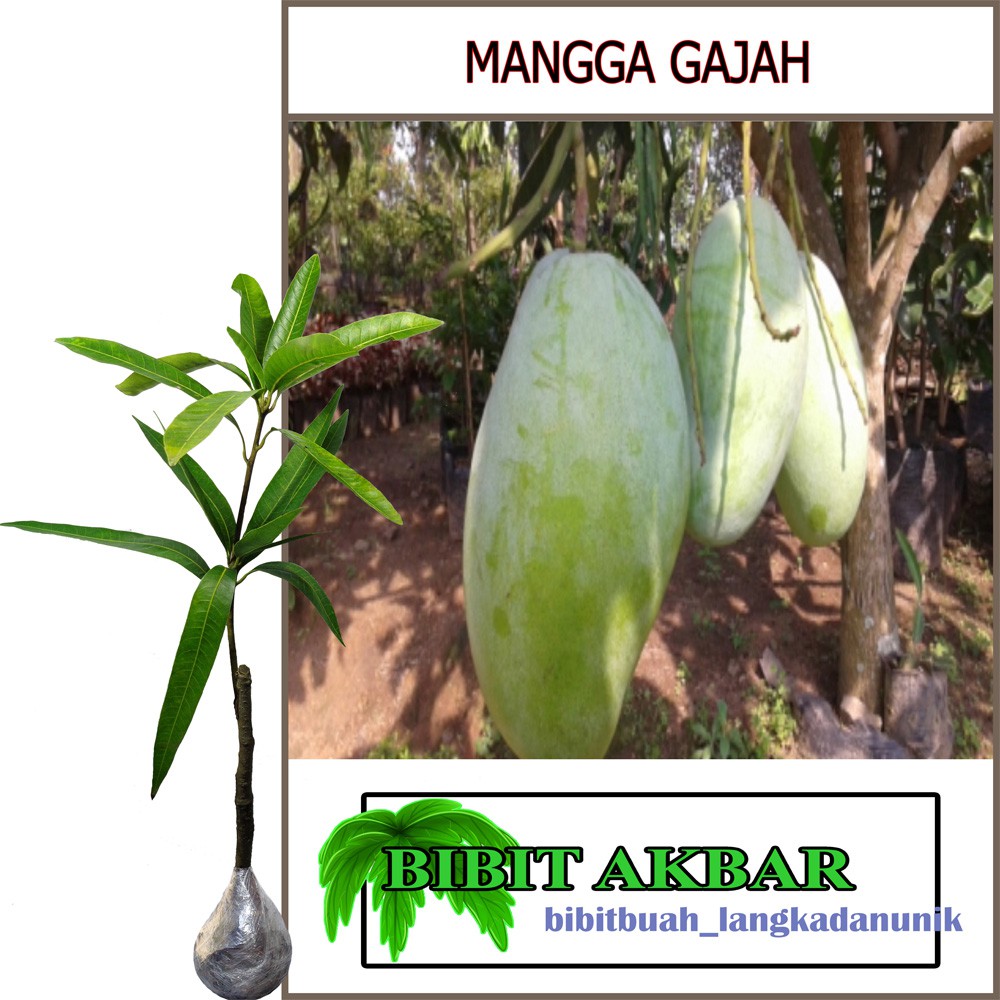 Bibit Tanaman Buah Mangga Gajah