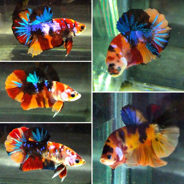 ikan cupang (ikan hias)